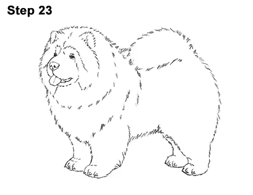 How to Draw Cute Chow Chow Puppy Dog 23