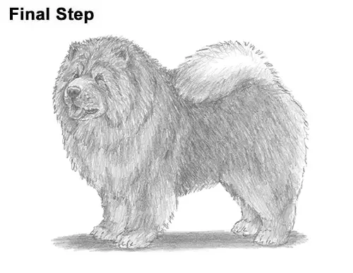 How to Draw Cute Chow Chow Puppy Dog