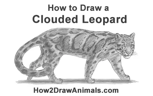 How to Draw a Clouded Leopard