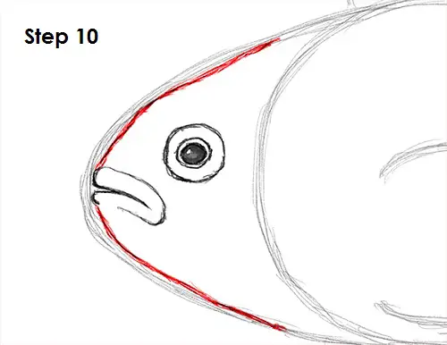 Draw Clownfish 10