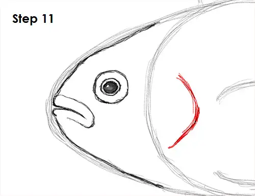 Draw Clownfish 11