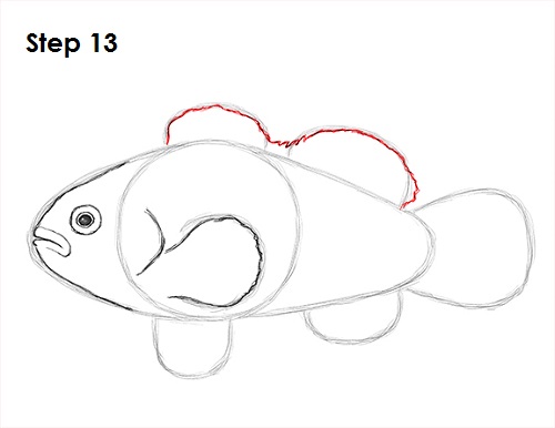 Draw Clownfish 13