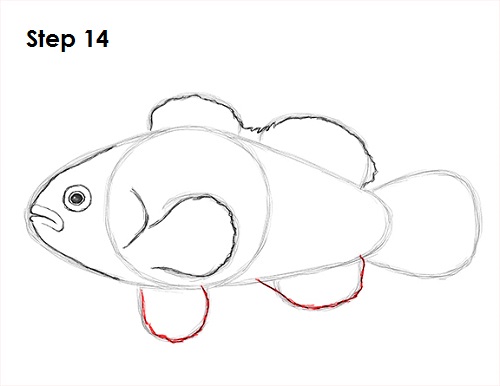 Draw Clownfish 14
