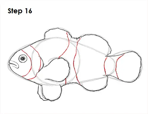 Draw Clownfish 16