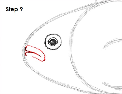 Draw Clownfish 9