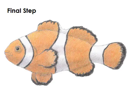 Draw a Clownfish