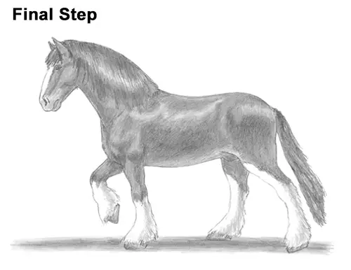 Draw Horse Clydesdale Shire
