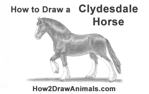 How to Draw a Clydesdale Shire Horse