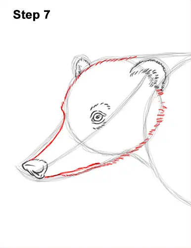 How to Draw a South American Ring-tailed Coati Coatimundi 7