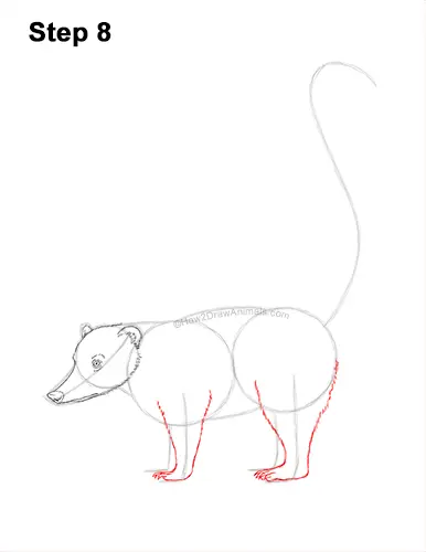 How to Draw a South American Ring-tailed Coati Coatimundi 8