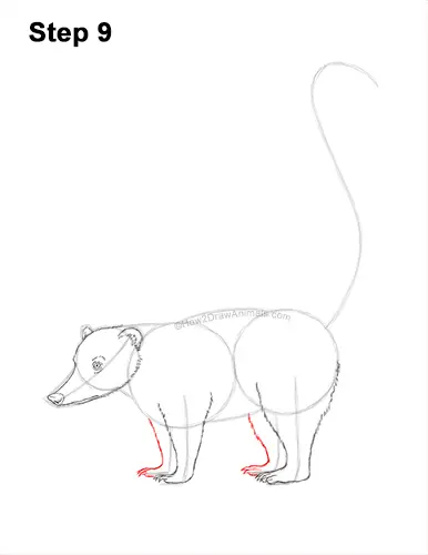 How to Draw a South American Ring-tailed Coati Coatimundi 9