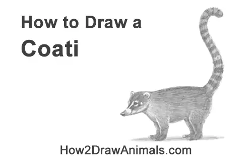 How to Draw a South American Ring-tailed Coati Coatimundi