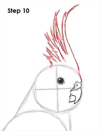 Draw a Cockatiel 10