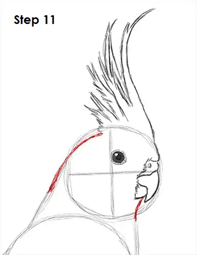 Draw a Cockatiel 11