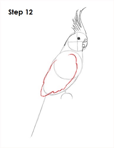 Draw a Cockatiel 12