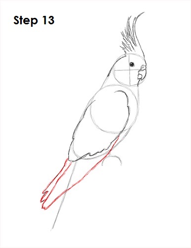 Draw a Cockatiel 13