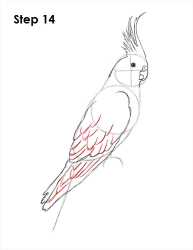 Draw a Cockatiel 14