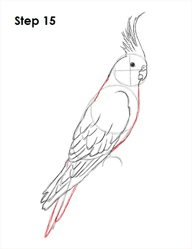 Draw a Cockatiel 15