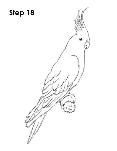 Draw a Cockatiel 18