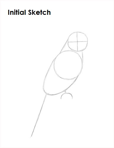 Draw a Cockatiel Sketch