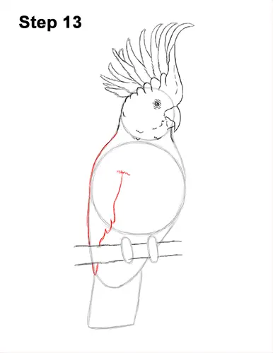 How to Draw a Sulphur Crested Cockatoo Bird Parrot 14