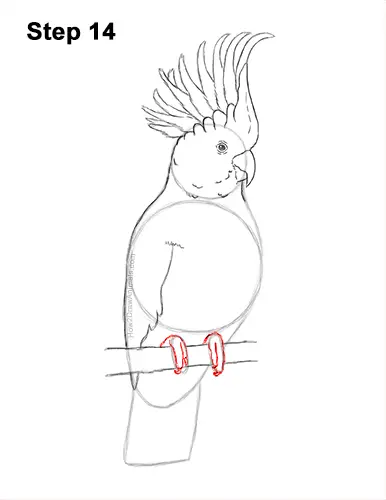 How to Draw a Sulphur Crested Cockatoo Bird Parrot 14