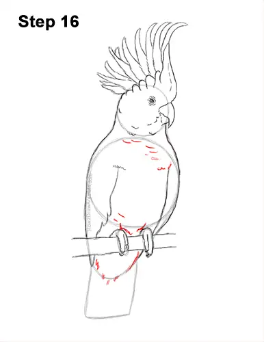 How to Draw a Sulphur Crested Cockatoo Bird Parrot 16