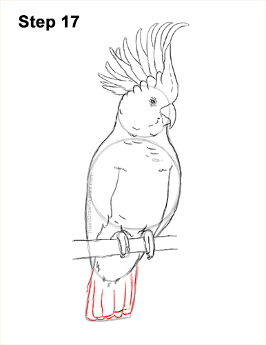 How to Draw a Sulphur Crested Cockatoo Bird Parrot 17