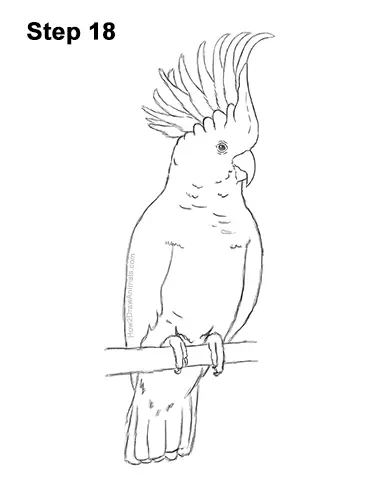 cockatoo drawing pictures