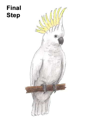 Vector hand drawn doodle sketch colored cockatoo 10835524 Vector Art at  Vecteezy