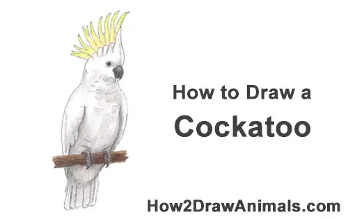 How to Draw a Sulphur Crested Cockatoo Bird Parrot