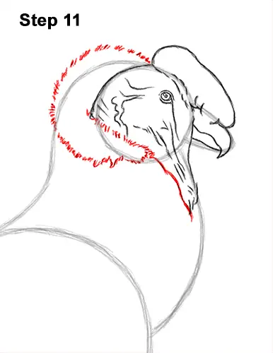 How to Draw an Andean Condor Bird Side View 11
