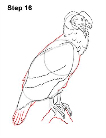andean condor drawing