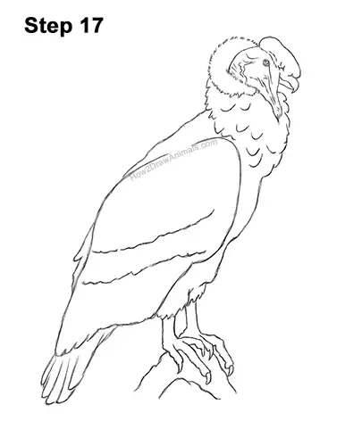 How to Draw an Andean Condor Bird Side View 17