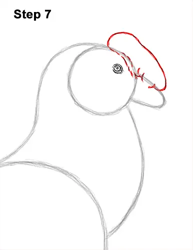 How to Draw an Andean Condor Bird Side View 7