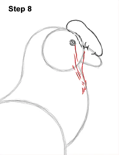 How to Draw an Andean Condor Bird Side View 8