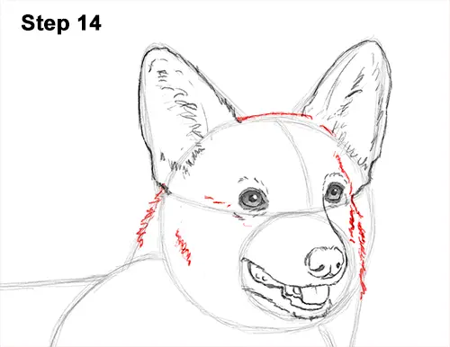 Draw Welsh Corgi Dog 14