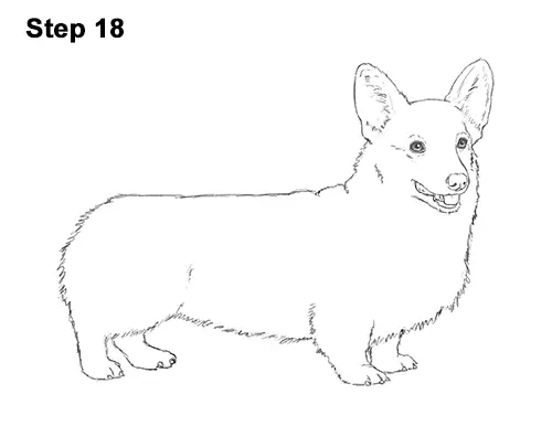 Draw Welsh Corgi Dog 18