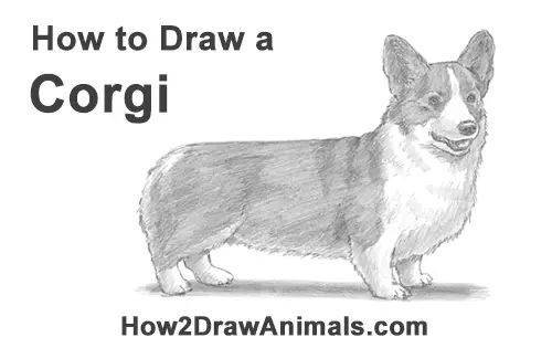 How to Draw a Welsh Corgi Dog