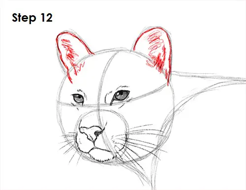 Draw Cougar Cat 12