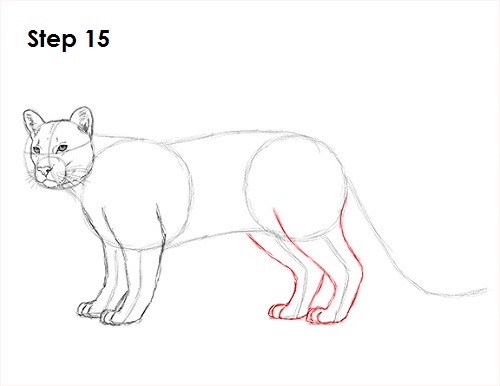 Draw Cougar Cat 15