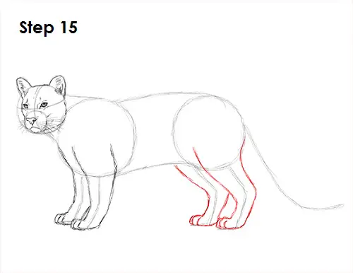 Draw Cougar Cat 15