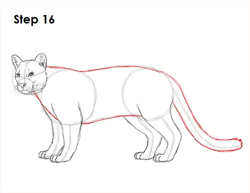 Draw Cougar Cat 16