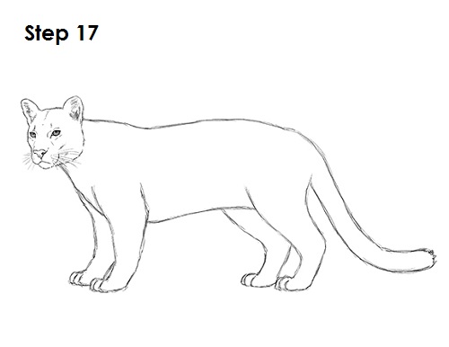 Draw Cougar Cat 17