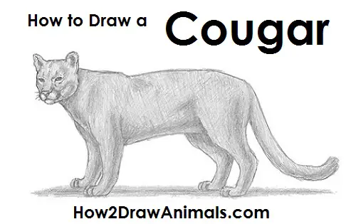 How To Draw A Cougar