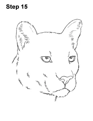 Cartoon Cougar Drawing Easy Follow along with us and learn how to draw ...