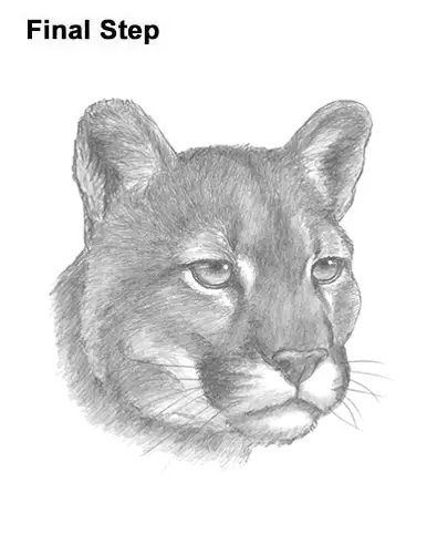 How to Draw a Cougar (Head Detail) VIDEO & Step-by-Step Pictures