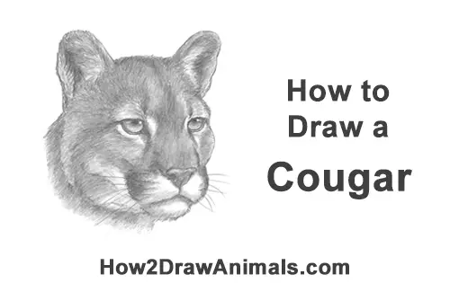 How to Draw a Cougar Mountain Lion Puma Panther Head