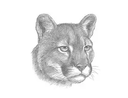 How to Draw a Cougar Mountain Lion Puma Head Detail Portrait Face
