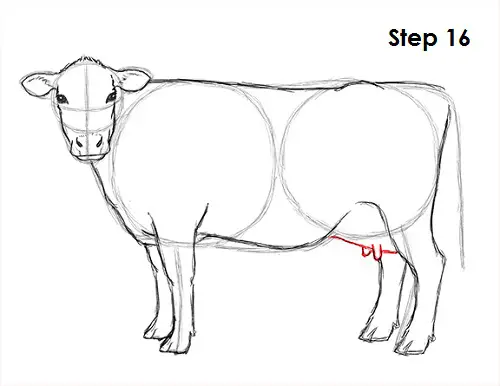 Draw Cow 16